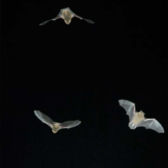 Burgy Bouwbedrijf Restauratie Vleermuizen